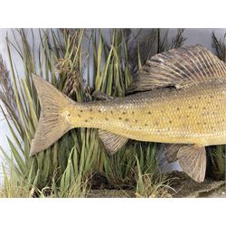 Taxidermy: Grayling (Thymallus thymallus), preserved by John Cooper & Sons, 28 Radnor Street, St Luke's, London, skin mount set above a pebbled river bed with reeds and grasses, set against blue painted back drop, with inscription 'Grayling caught by Rev R.S. Ricketts at Kirkham Bridge Sept 14th 1895, artificial fly - single hair' L57cm H29cm 