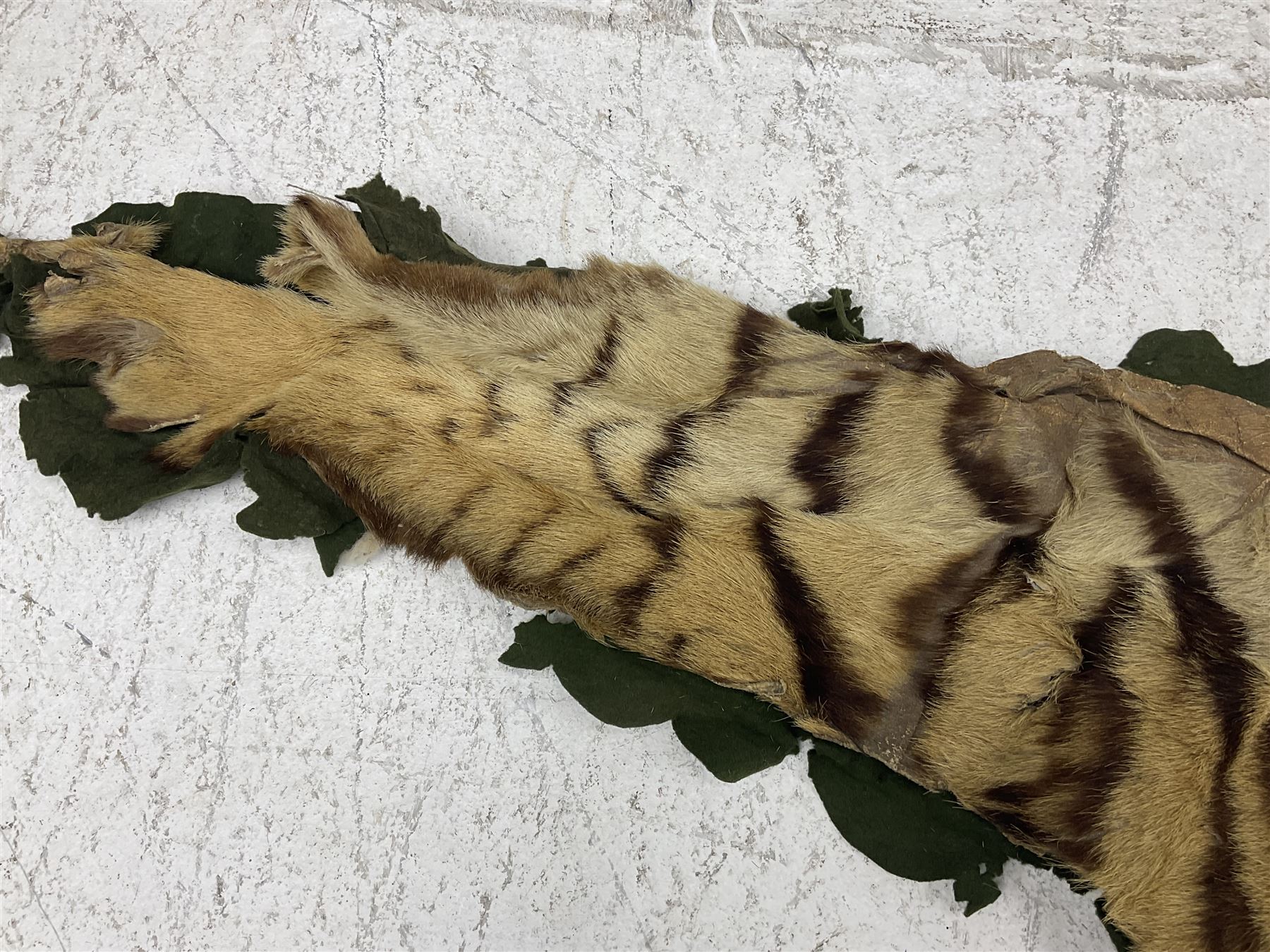 Skins/Hides: Victorian Tiger skin rug (tigris tigris), with green backing with scalloped edges,  L188cm  