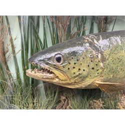 Taxidermy: Brown trout (Salmo trutta), skin mount set above a pebbled river bed with reeds and ferns, against blue painted back drop, enclosed within an ebonised bow-front display case, with 'Costa Beck May 27th 1911, Weight 2 1/2lbs', inscribed to the glass, H34cm, L58cm 