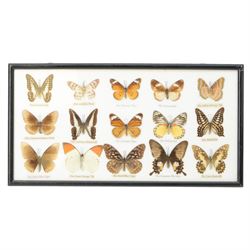 Entomology; Framed collection of fifteen butterflies and moths including Dark Blue Tiger, Hill Jezebel, Great Orange Tip etc together with two other framed displays 