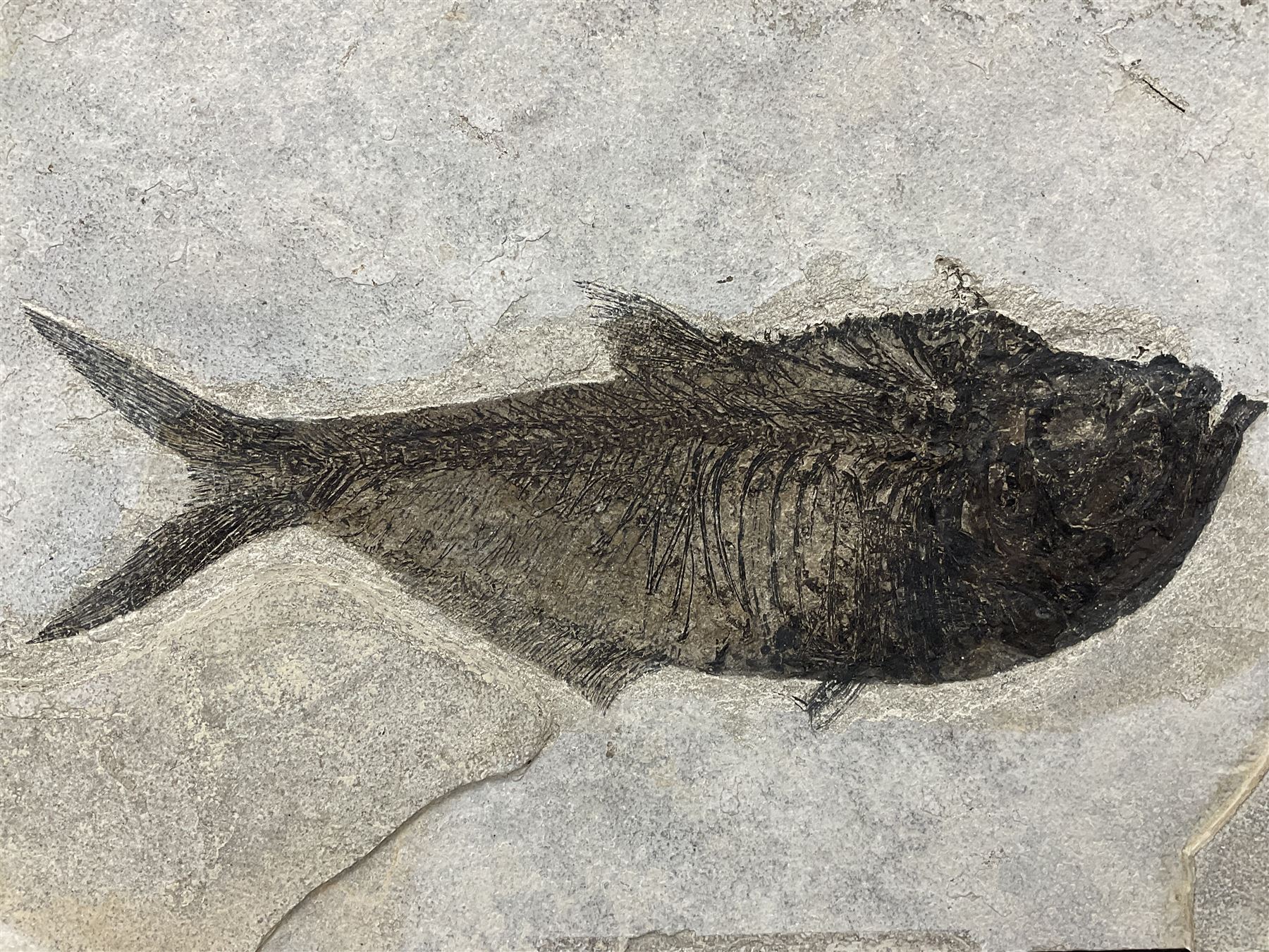 Large Fossilised fish in matrix (Knightia alta), age; Eocene period, location; Green River Formation, Wyoming, USA, in frame, fish L42cm, frame H49cm, L72cm