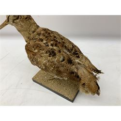 Taxidermy: Two Woodcock (Scolopax rusticola), both adult mounts on open display upon wooden bases, tallest example H22cm 