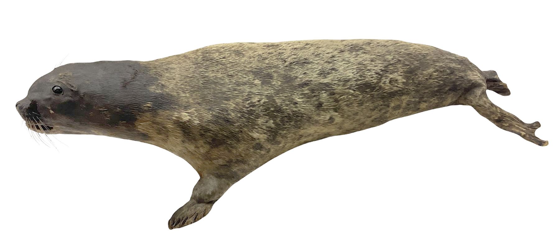 Taxidermy: early 20th century Common seal (Phoca Vitulina), full mount young adult, in a swimming pose, L115cm 