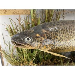 Taxidermy: Brown trout (Salmo trutta), preserved by John Cooper & Sons, 28 Radnor Street, St Luke's, London, skin mount set above a pebbled river bed with reeds and grasses, set against blue painted back drop, inscription to the back drop 'Trout caught by Rev R.S. Ricketts at Kirkham Bridge July 1st 1890, artificial fly, weight 1.5lb', L50cm H26cm 