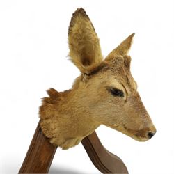 Early 20th-century taxidermy decorated wall-mounted gun rack, shaped oak frame fitted with used shotgun cases and mounted with hooves designed to hold shotguns horizontally, surmounted with a taxidermy deer head 