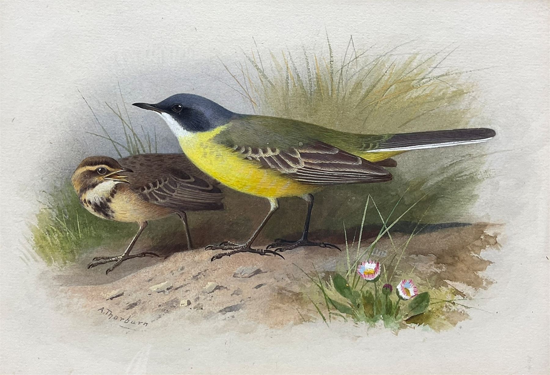 Archibald Thorburn (Scottish 1860-1935): 'Grey Headed Yellow Wagtail', watercolour and bodycolour signed 17cm x 24cm 
Provenance: original illustration for Lord Lilford's 'Coloured Figures of the Birds of the British Islands' Vol.III, Plate No.57, pub. 1885