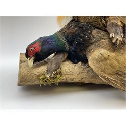 Taxidermy: Red Fox (Vulpes vulpes) with cock pheasant (Phasianus colchicus), open display upon tree mount detailed with moss, mount L64cm  