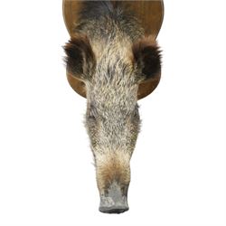 Taxidermy - Wild Boars head on oak wall shield H65cm