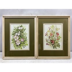 Victoria E Street (British 20th century): 'Sweet Briar' and 'Hips & Haws', pair watercolours signed, titled and dated 1986 on artist's studio labels verso 25cm x 18cm (2)