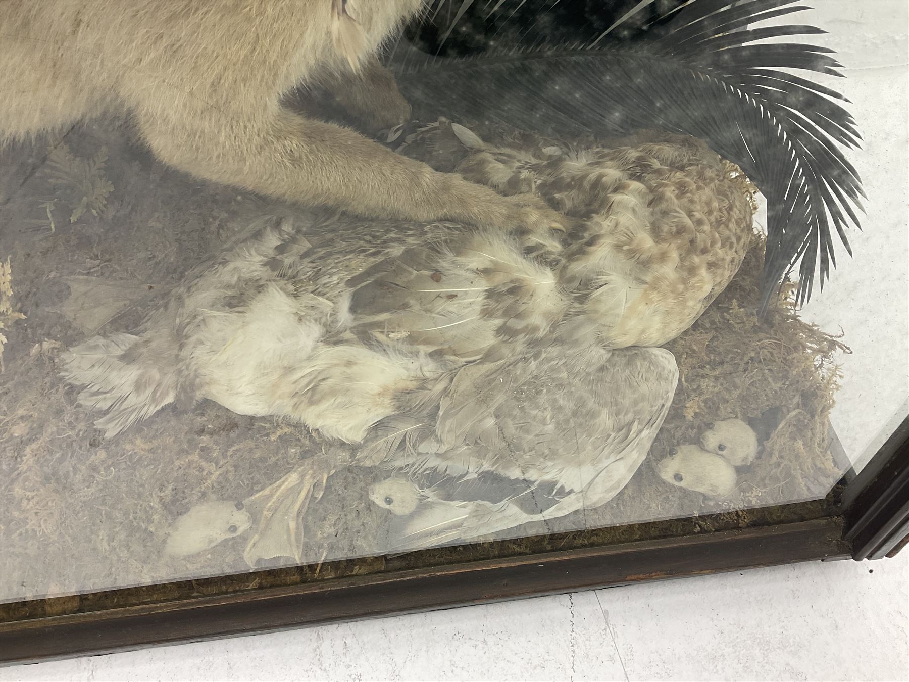 Taxidermy: 19th century cased display Red Fox (Vulpes vulpes) with pray, weasels (Mustela), Great Crested Grebe (Podiceps cristatus), and other birds in a naturalistic setting against a painted backboard, encased within an ebonised three pane display case, H56cm D38cm W113cm