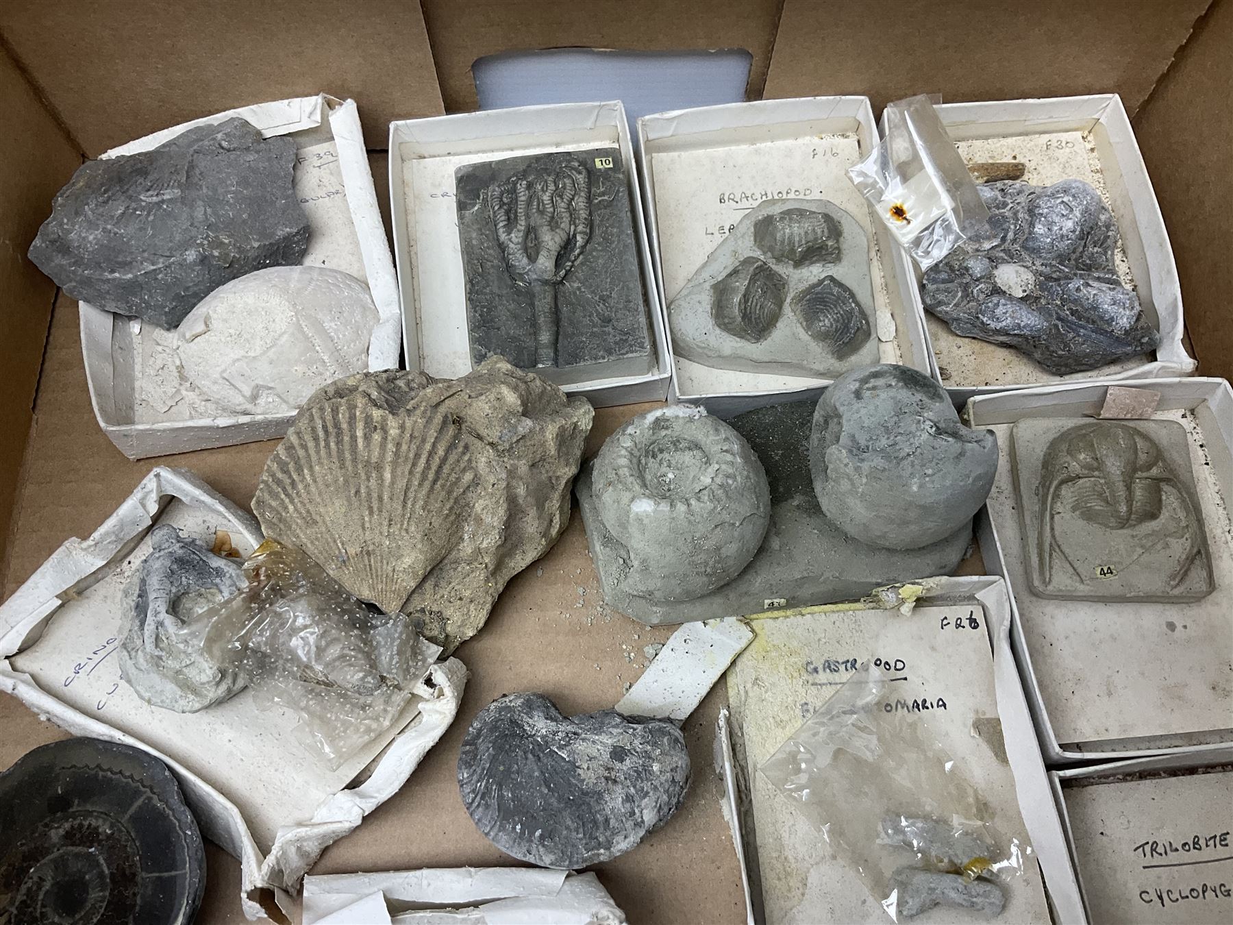 Natural history; Collection of rock and mineral specimens to include muscovite, sphalerite zinc blende, breccia, migmatite, fluorite etc, housed in a wood box, some named 