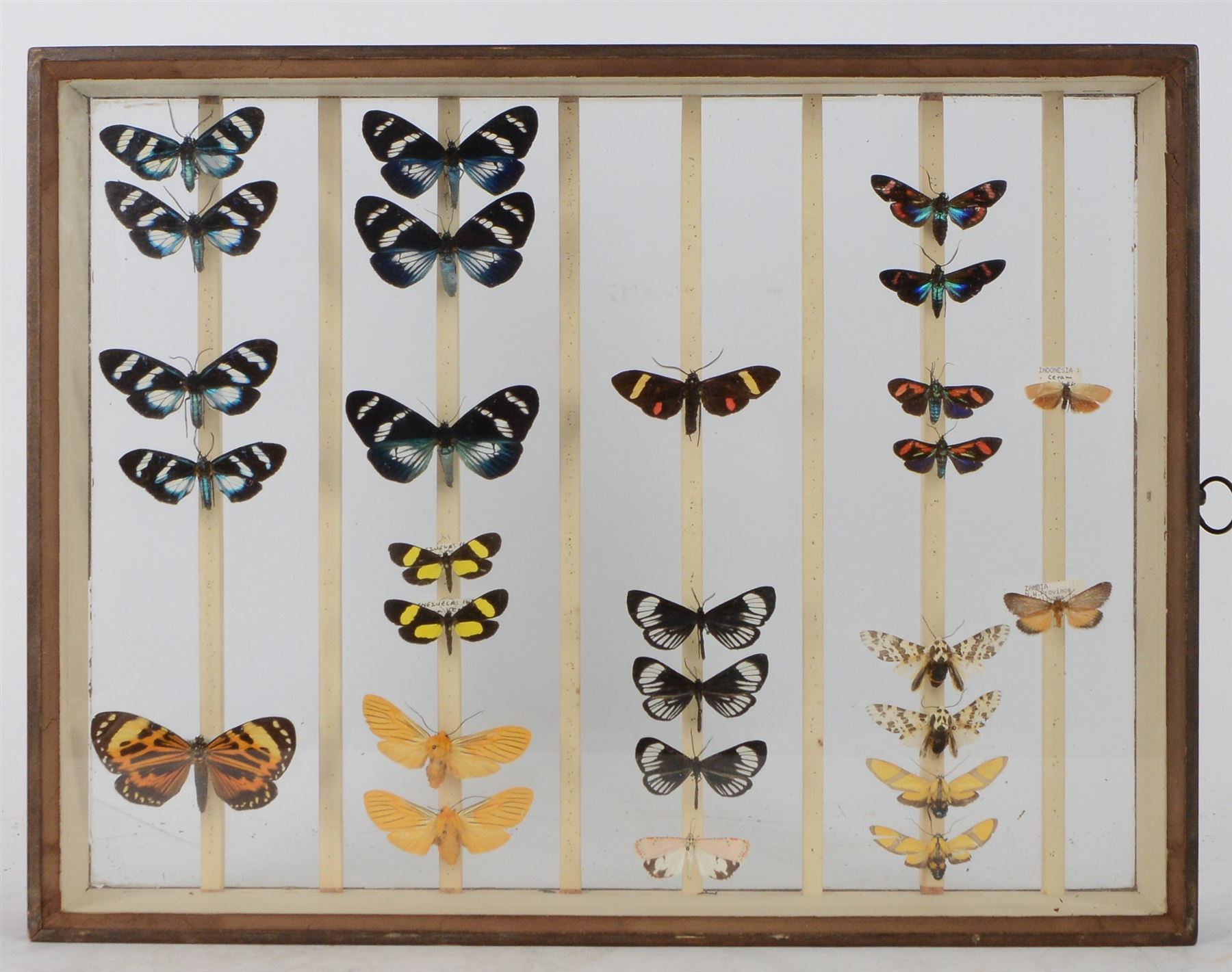 Entomology; British Natural History Museum wartime cabinets with eight double glazed draws with over two hundred butterfly specimens, including Lycaenidae, Dismorphia, Satyridae, Nymphalidae etc, The cabinets were used to house the entire collection of insects from the British Natural History Museum, which in turn were removed from the Museum to a safe place away from the London Blitz during World War Two, there were eight draws to each cabinet which had handles on the top for ease of lifting and transportation.They have adjustable corked wood slats so as to accommodate various size insects (Wing Spans etc), whilst keeping them in neat rows 