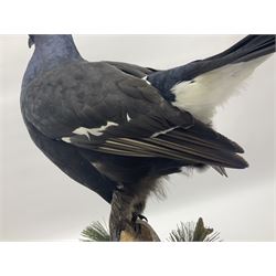 Taxidermy: Black Grouse (Lyrurus tetrix), full mount adult cockbird, open display perched upon a branch, H48cm