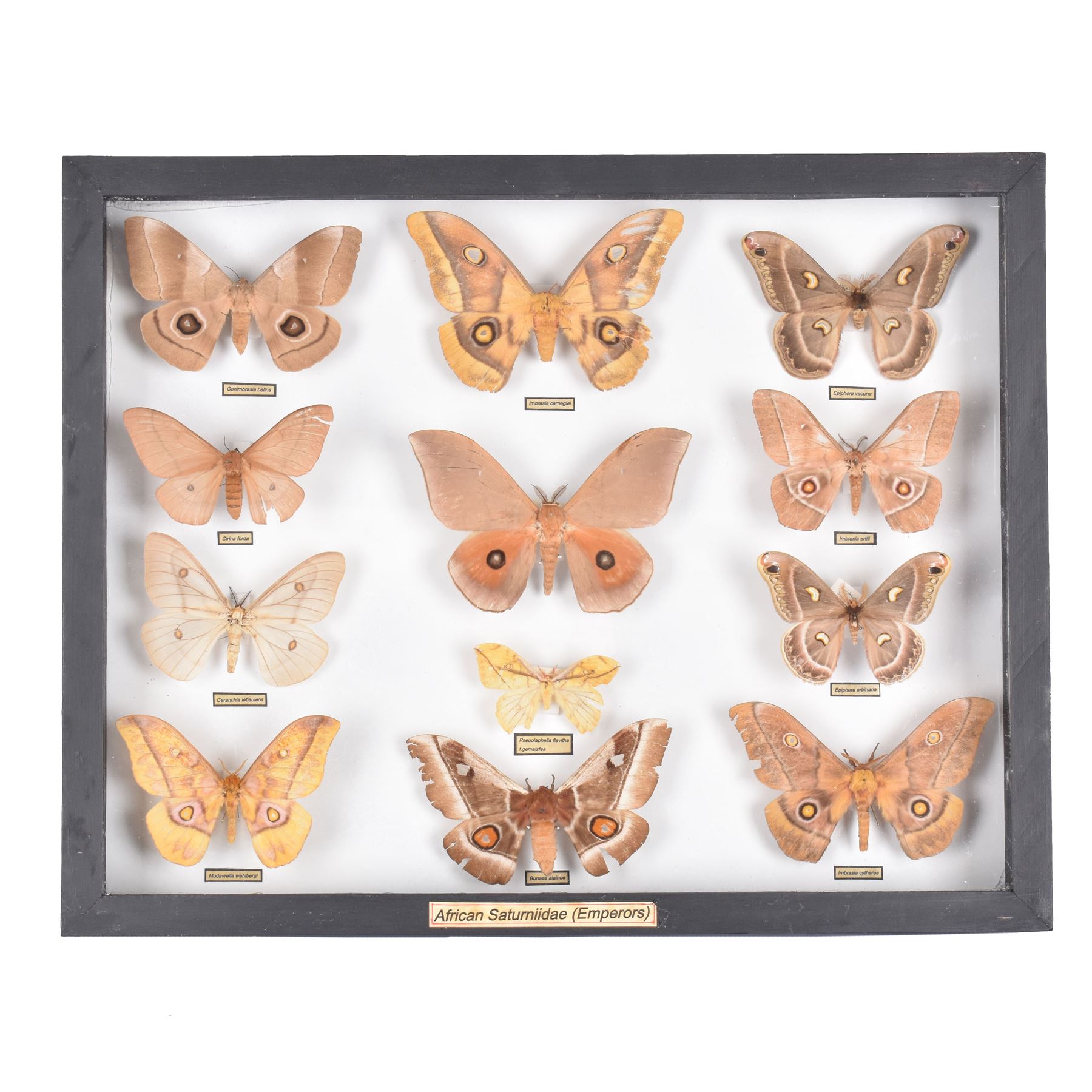 Entomology: Single glazed display of African Saturniidae (Emperors) moths, circa 20th century, single glazed display containing twelve various specimens, some with attached data labels, all pinned upon foam backing and named labels, enclosed within a glazed ebonised display case, H39cm, L50cm