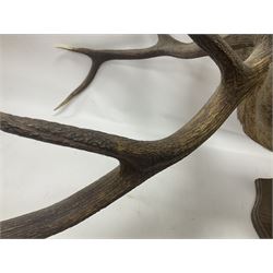 Taxidermy: Red Deer (Cervus elaphus), adult male imperial stag shoulder mount looking straight ahead, ten point antlers, mounted upon a shaped wooden shield, D65cm