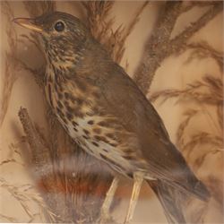 Taxidermy; Song thrush (Turdus philomelos), full adult mount in a naturalistic setting, in an ebonised case, H32cm, W28cm