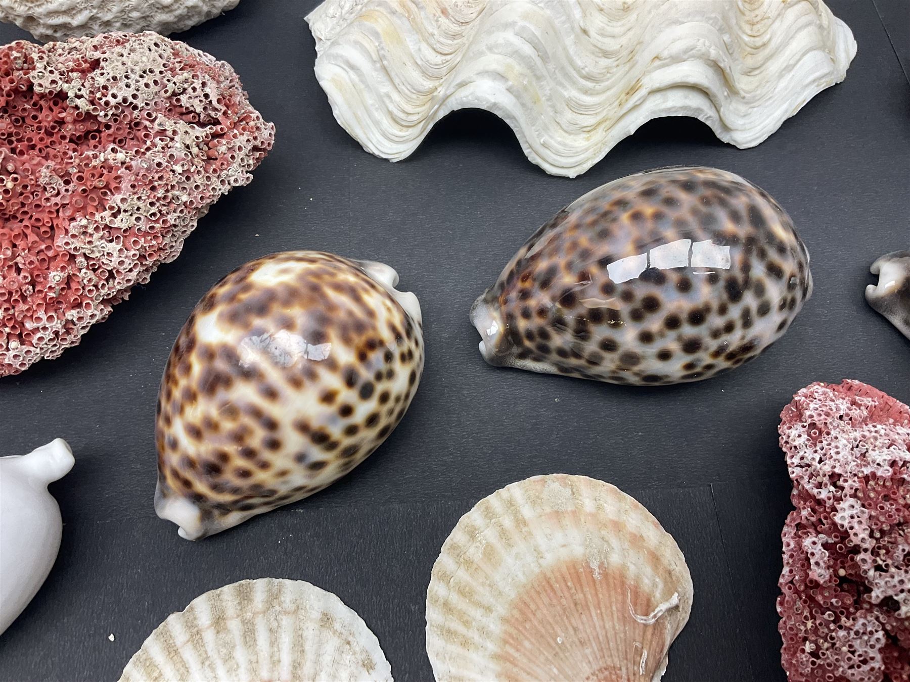 Conchology: collection of dried coral specimens together with a large collection of shells including cowrie shell, etc 