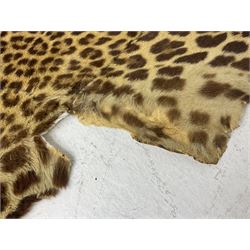 Taxidermy: Early 20th century Indian leopard (Panthera pardus fusca), adult skin rug with head mount, mouth agape, with limbs outstretched, nose to tail L156cm