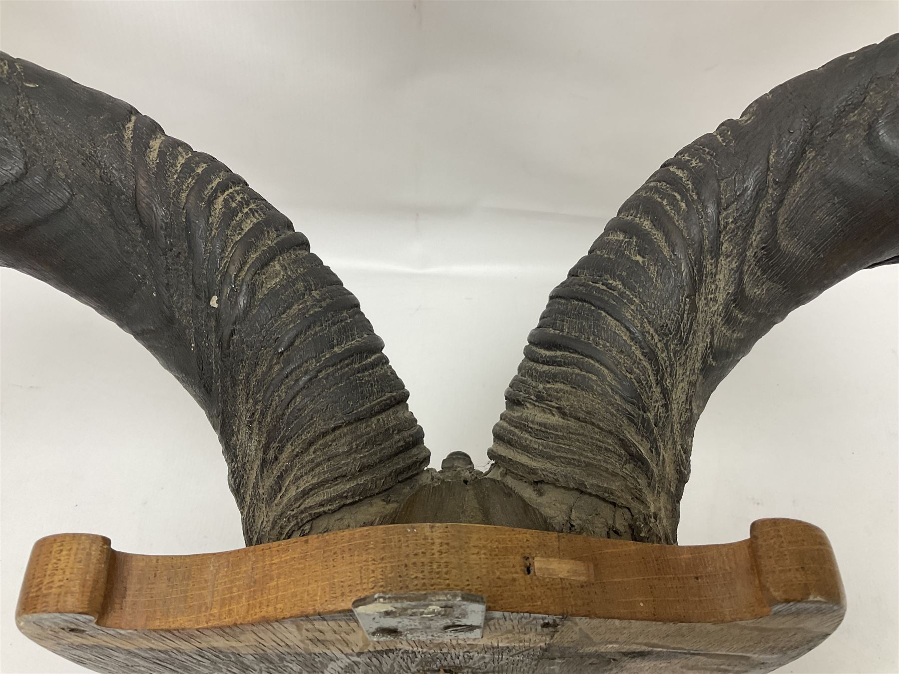 Antlers/Horns: Greater Kudu (Tragelaphus Strepsiceros), Pair of Kudu curved horns on partial skull, mounted on an oak shield, H120cm