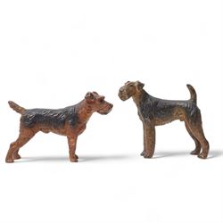 Three cold painted bronze terriers, two Airedales and one Kerry Blue, the latter stamped on the
underside 'Austria', largest W7.5cm