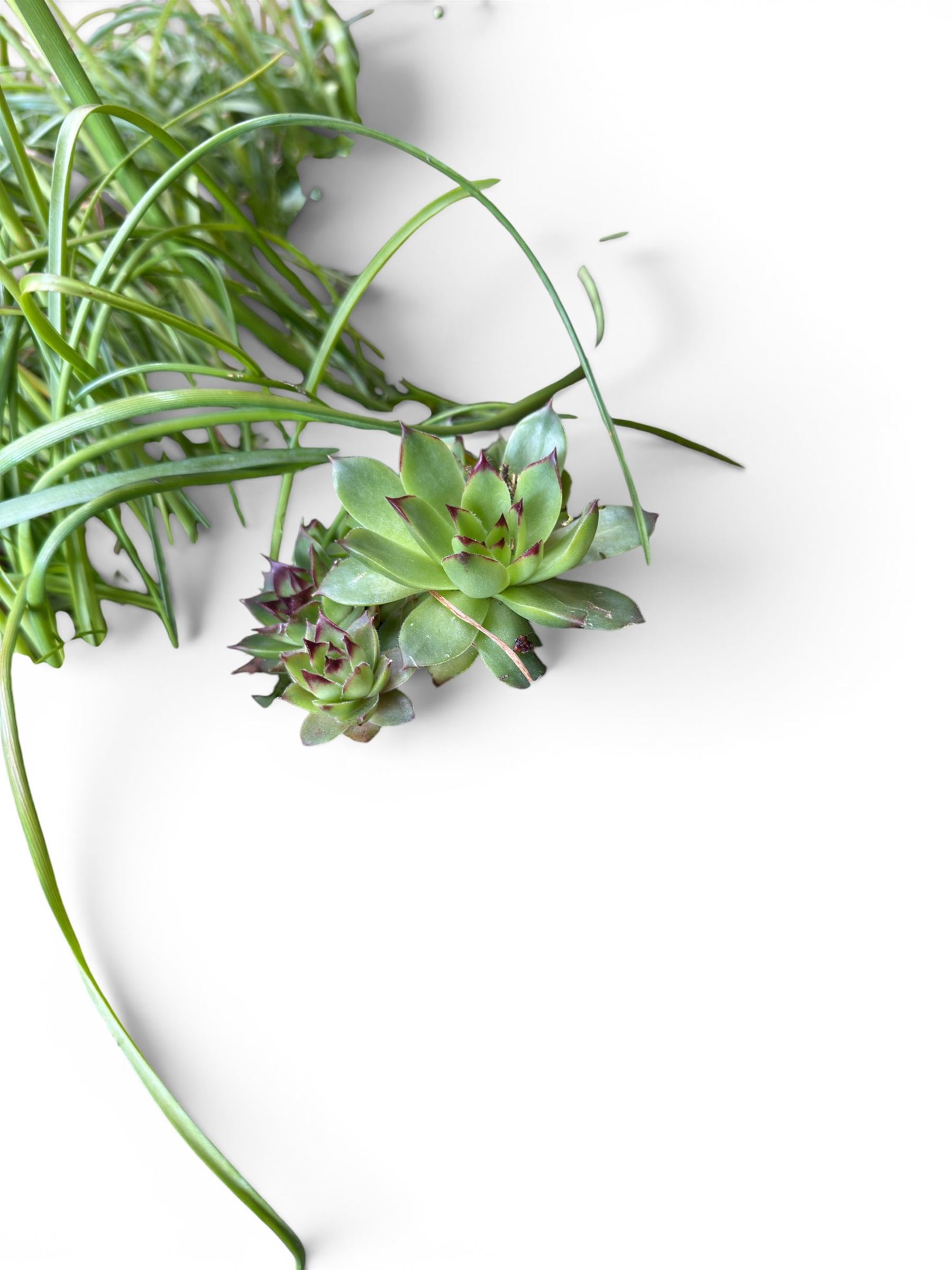 19th century weathered hewn stone planter of rectangular form, planted