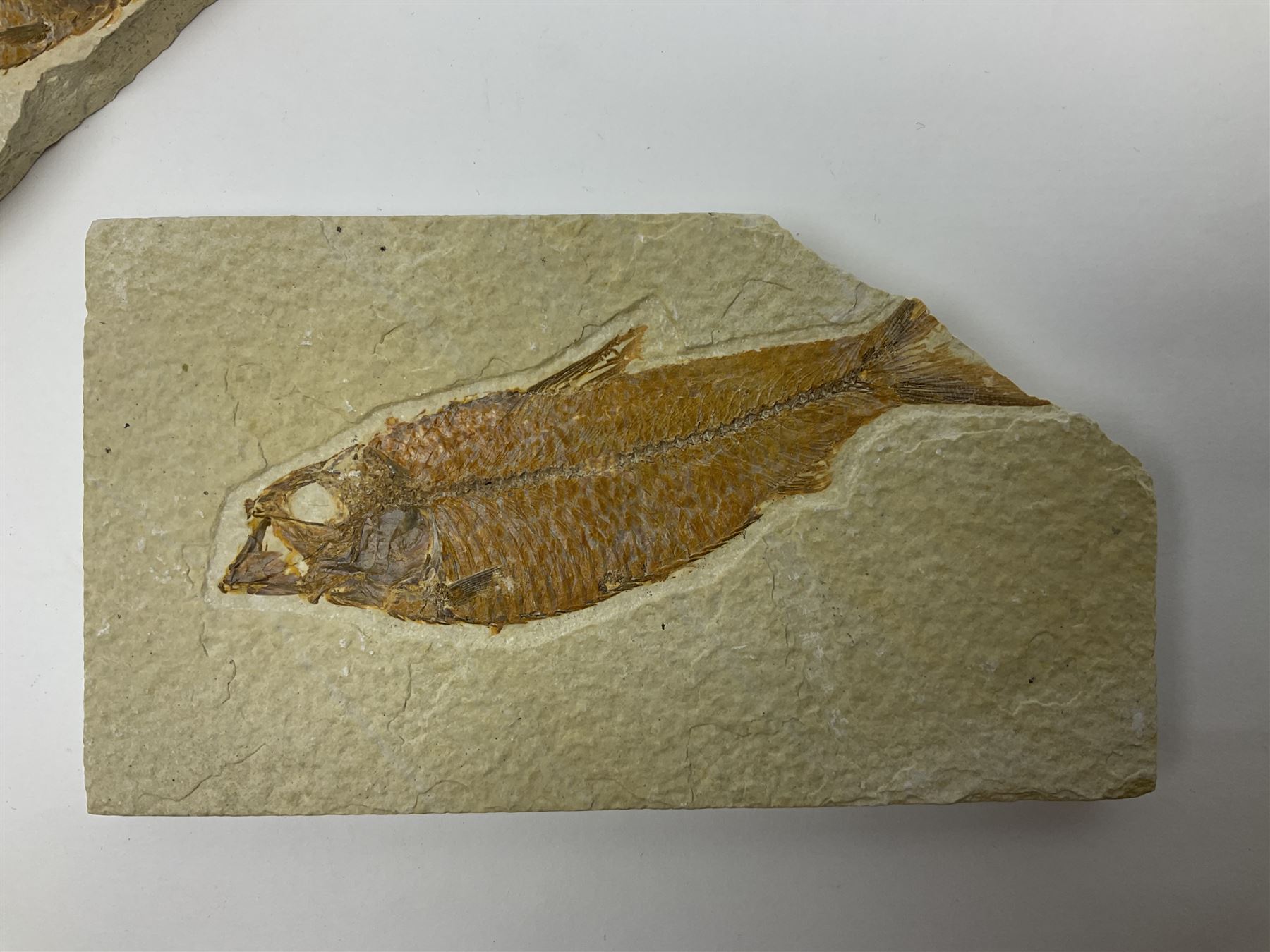 Three fossilised fish (Knightia alta) each in an individual matrix; age; Eocene period, location; Green River Formation, Wyoming, USA, largest matrix H13cm, L18cm