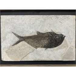 Large Fossilised fish in matrix (Knightia alta), age; Eocene period, location; Green River Formation, Wyoming, USA, in frame, fish L42cm, frame H49cm, L72cm