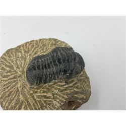 Dragonfly larvae (Libellula doris), together with four Mosasaur teeth, four trilobites (Crotalocephalina gibba) and one other tooth