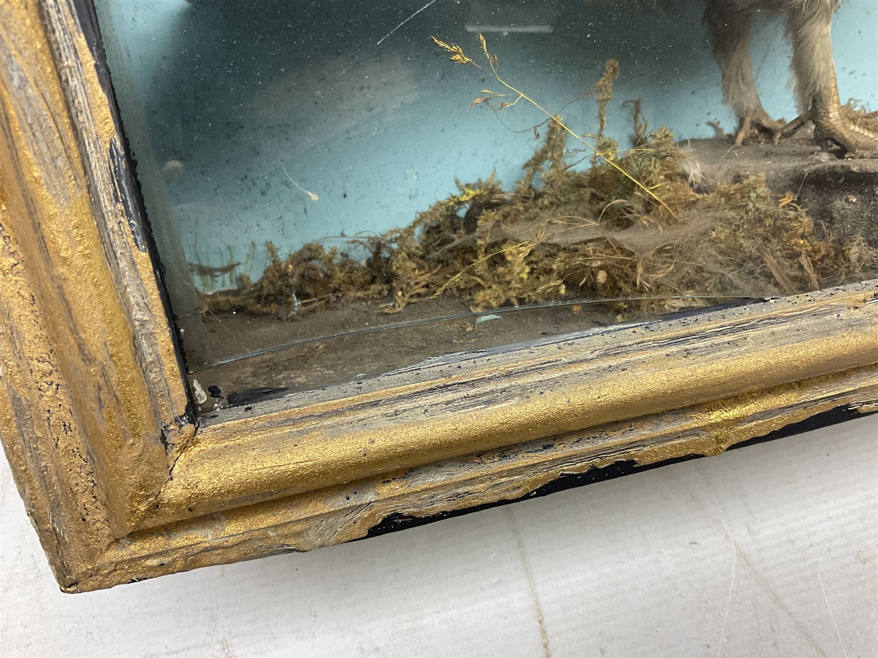 Taxidermy; Cased pair of Ruffed Grouse (Bonasa umbellus), male and female adult mounts, in a naturalistic setting, encased within a single pane display case, H39cm, L68cm