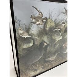 Taxidermy: A Large Cased Diorama of Birds, including ringed plovers, a water rail, a pochard and other water birds in a naturalistic setting, H76.5cm W90cm 