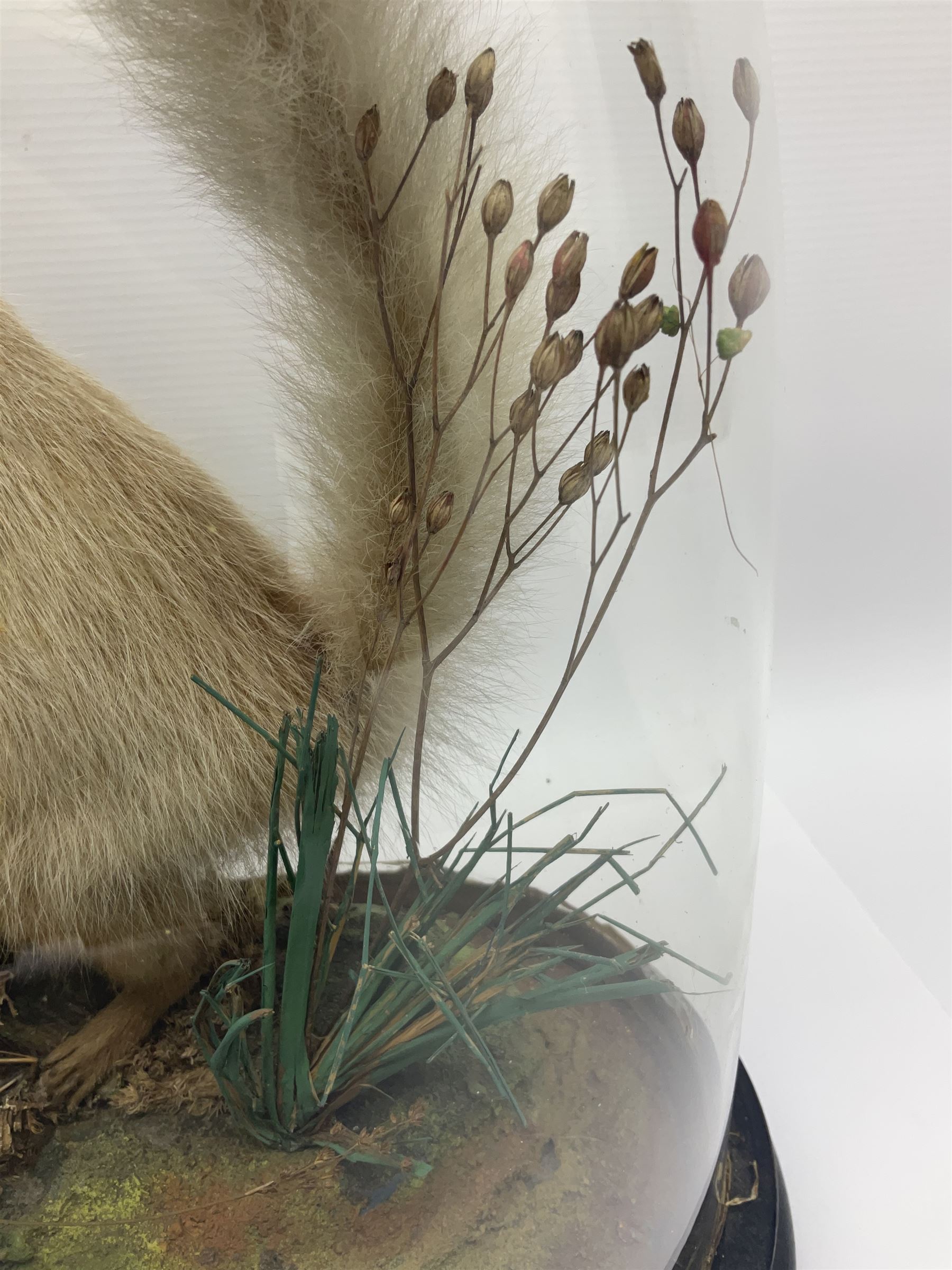 Taxidermy: Victorian cased Red Squirrel (Sciurus vulgaris), full mount adult, upon a tree branch with a naturalistic ground, enclosed beneath a period oval glass dome with ebonised base, raised upon four bun feet, H36cm 