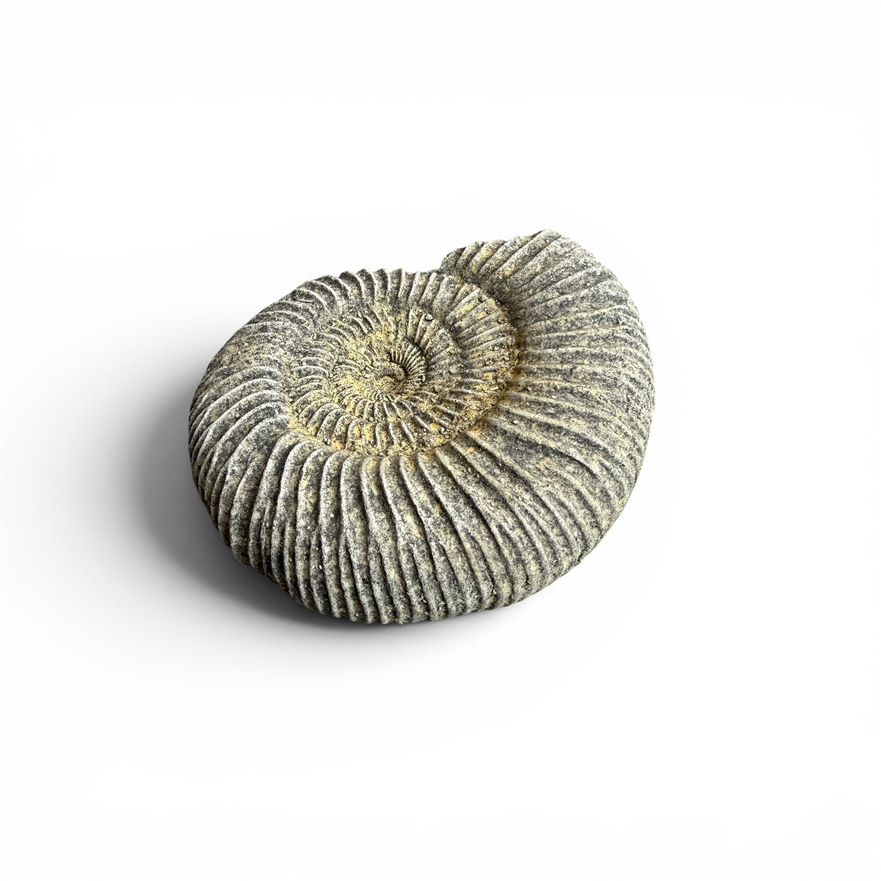 Set of three weathered cast stone wall plaques modelled in relief as ammonite fossils, of graduating size, each with wire hanging loop verso, max W45cm 