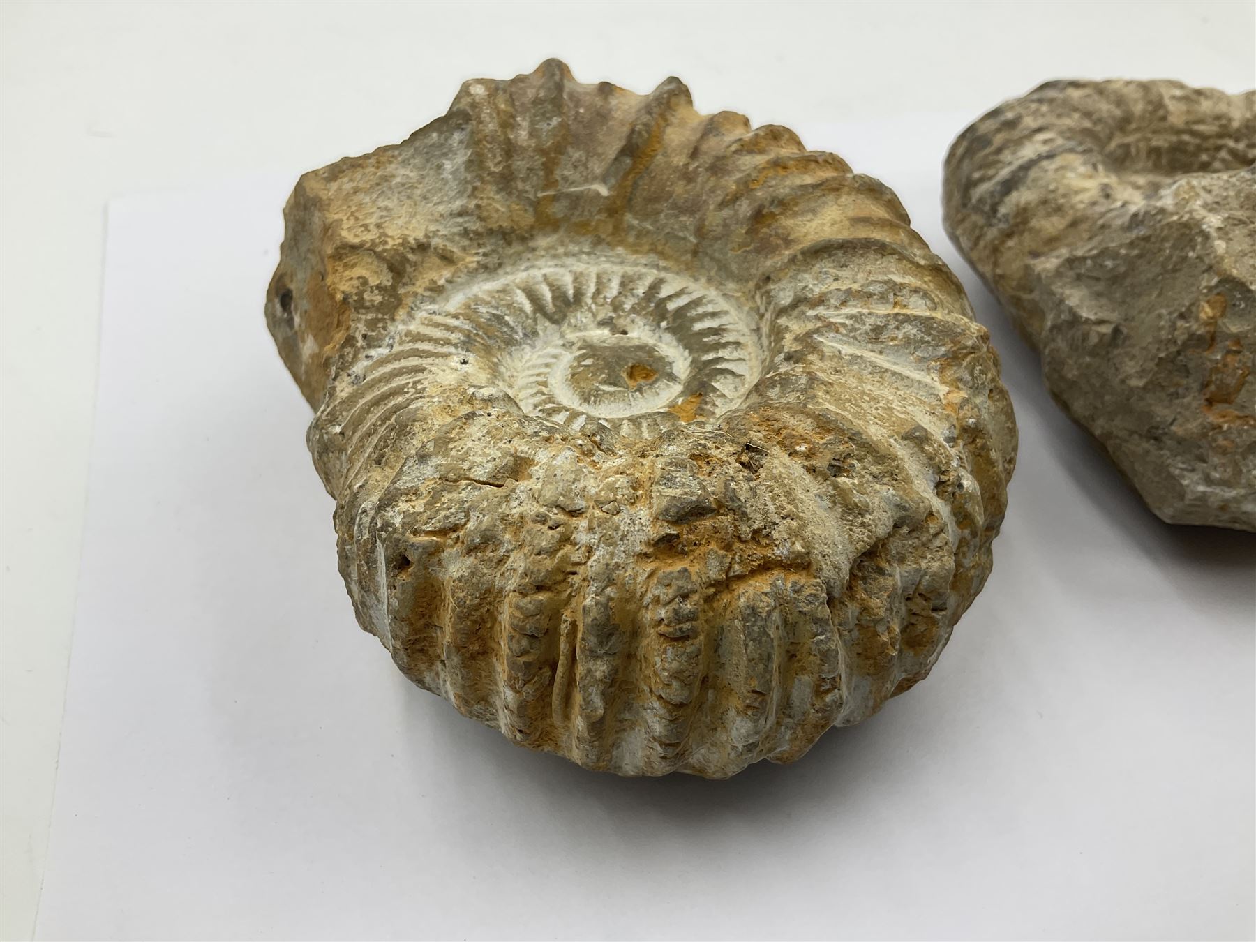 Pair of limestone Ammonite fossils, age; Cretaceous period, location; Morocco, D10cm
