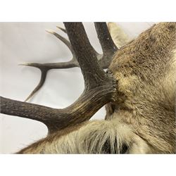 Taxidermy: Red Deer (Cervus elaphus), adult male imperial stag shoulder mount looking straight ahead, ten point antlers, mounted upon a shaped wooden shield, D65cm