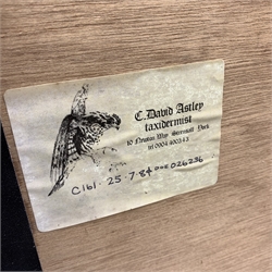 Taxidermy: 20th century cased Cuckoo (Cuculus canorus), looking over a birds nest containing faux eggs, set against a naturalistic backdrop detailed with roots, moss and grass, enclosed within a five pane display case upon frame mount, with taxidermist paper label verso detailed David Astley Taxidermist, H32cm L47cm D19cm 