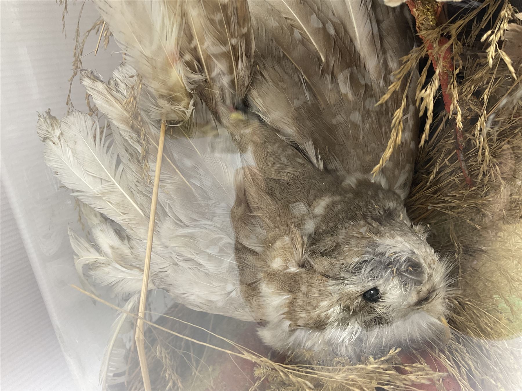 Taxidermy; large Victorian domed taxidermy diorama study of birds, with seventeen specimens including Ring Necked Parakeet, Blue Winged Warbler and Blackbird, the glass dome upon an ebonised wooden base, H77cm, W44cm