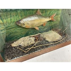 Taxidermy: Cased Rudd (Scardinius) adult mount set above a pebbled river bed, encased within a ebonised single pane display case, H30cm, L46cm