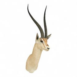Taxidermy - Northern Grants Gazelle (Nanger notata), adult male shoulder mount looking straight ahead, H106cm