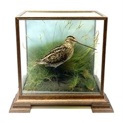 Taxidermy: 20th century cased  Common Snipe (Gallinago gallinago), mounted upon naturalistic ground work with soil and grasses, set against a painted sky backdrop, encased within a four pane display case with four bracket feet, with taxidermist paper label beneath detailed David Astley Taxidermist, H26.5cm L29cm D18.5cm