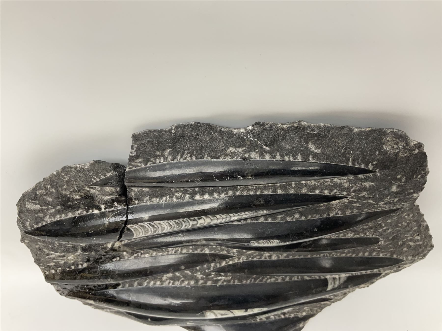 Orthoceras fossil group, age: Devonian period, H33cm, L30cm