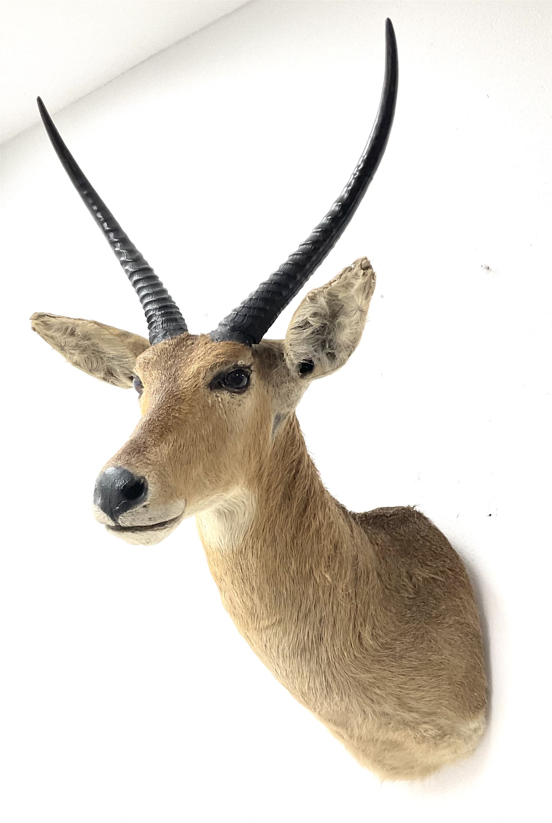 Taxidermy: South African common reedbuck (Redunca Arundinum) male, high quality shoulder mount looking straight ahead, H87cm W38.5 at widest point.  