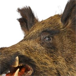 Taxidermy - Adult European wild boar head (Sus Scrofa) on wooden wall shield H72cm x W43cm x D53cm