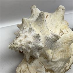 Conch shell, together with two ammonite fossils, and various mineral samples 