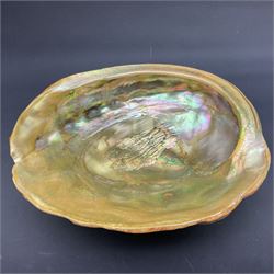 Conchology: selection of shells, including gold pearl oyster shell, mother of pearl turbo marmaratus shell, Cypraecassis Rufa red helmet shell, Mitre shell, Paua shell and others, largest D19cm