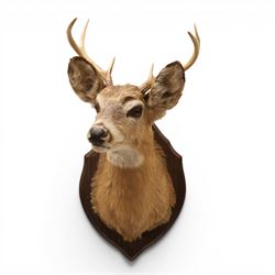 Taxidermy - White-tailed Deer (Odocoileus virginianus), adult male stag shoulder mount loo...