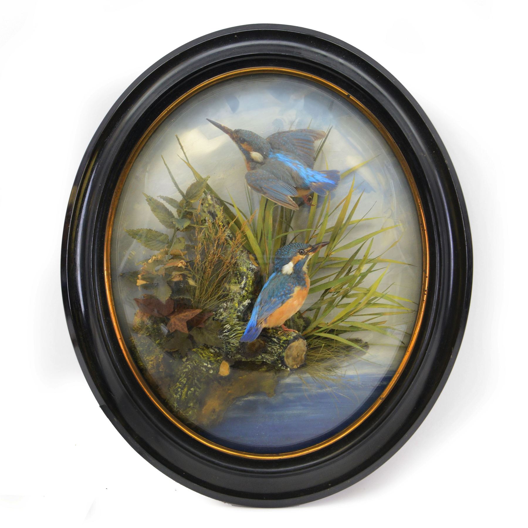 Taxidermy: Pair of Victorian wall mounted kingfisher (Alcedinidae) dioramas by Allen & Co, York, each with two Kingfishers in a naturalistic setting upon a pained back drop, behind convex glass with an ebonised oval frame, with taxidermist paper label verso detailed E Allen & Co No 20 Stonegate York, H58cm