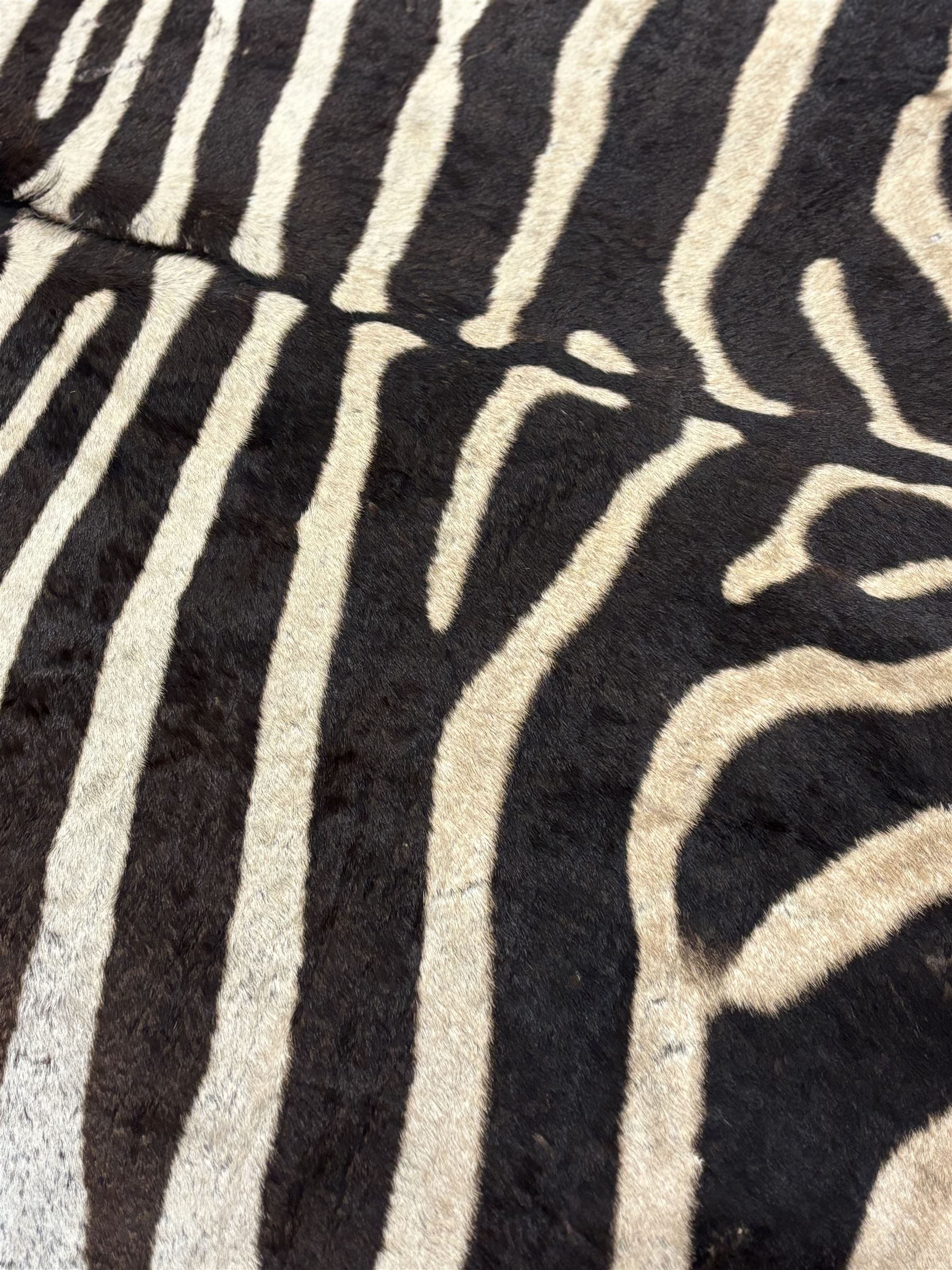 Skins/Hides: Zebra Skin (Equus quagga), adult flank hide with shortened limbs, L130cm, W132cm