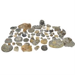 Large collection of ammonite specimens, including examples from the Jurassic period, from ...