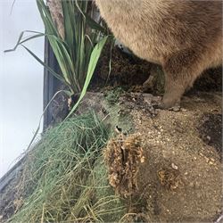 Taxidermy: late Victorian cased European Otter (Lutra lutra), full adult amount with head turning to the front with mouth open faux rock, upon soil covered groundwork, set against a pale blue painted back drop, enclosed within an ebonised three pane glass case, 
