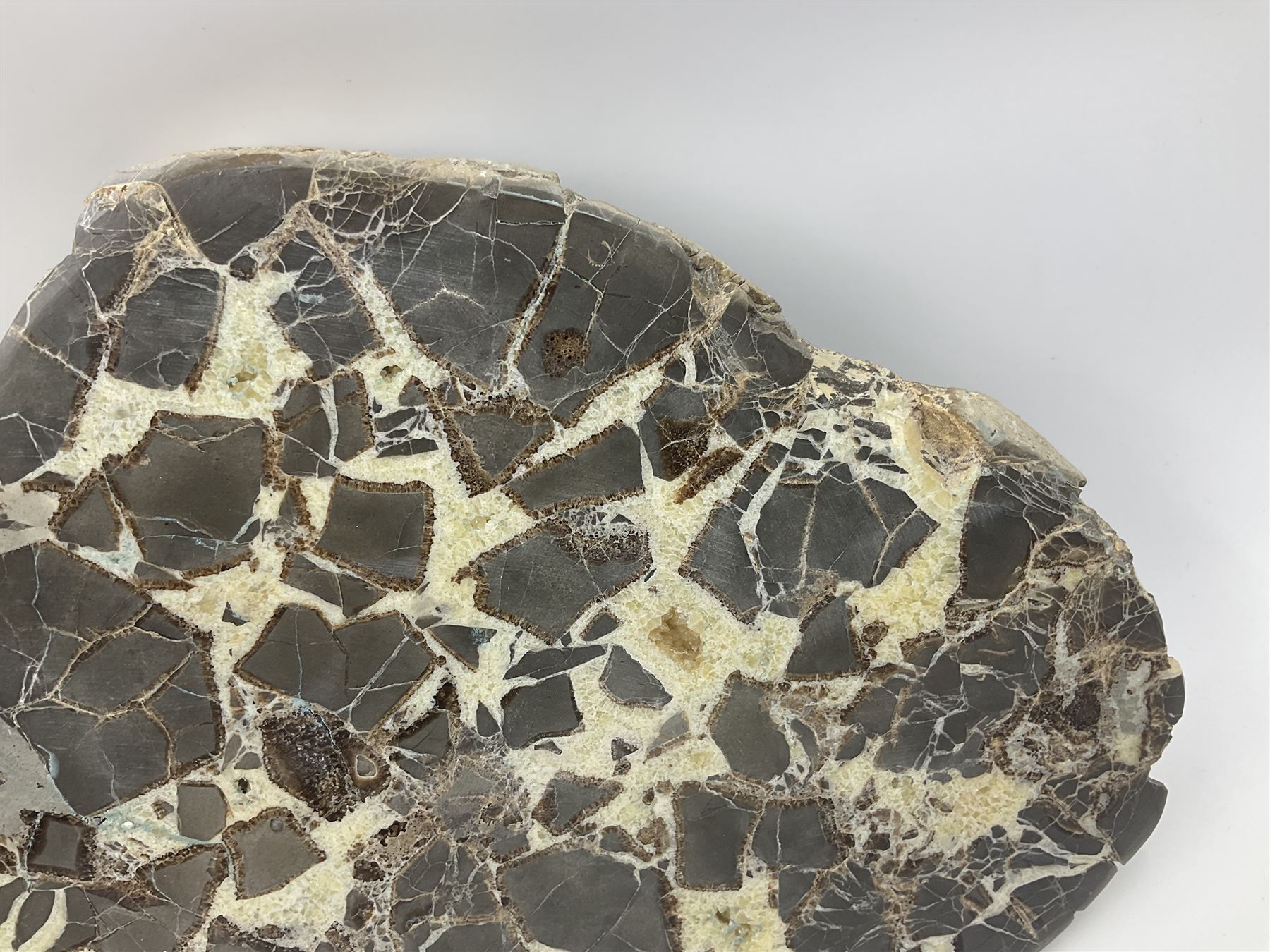 Septarian slice, polished, with a calcite centre and argonite/siderite lines within limestone rock, L26cm, W19cm